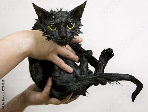 Fototapeta Naklejka Na Ścianę i Meble -  Cute black soggy cat after a bath