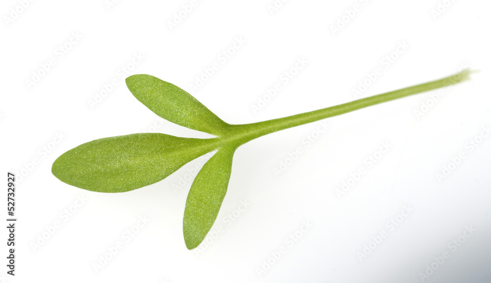 Obraz premium Gartenkresse, Lepidium Sativum