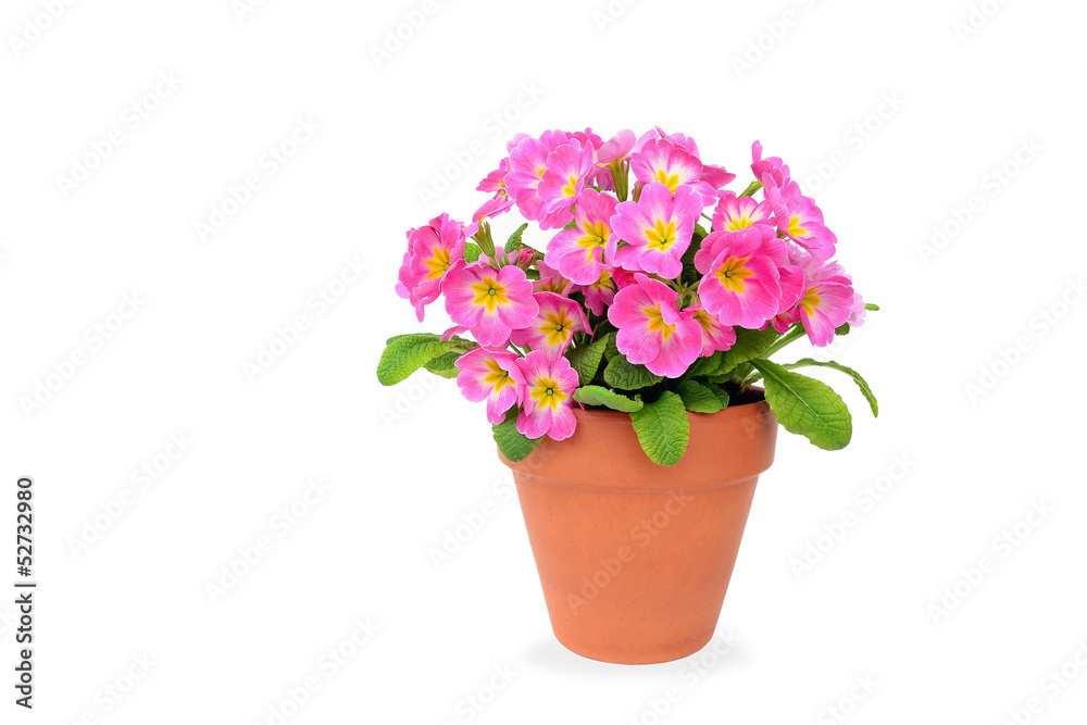 Pink potted primrose isolated on white - Primula