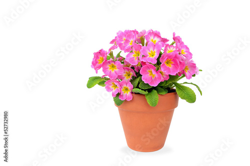Pink potted primrose isolated on white - Primula