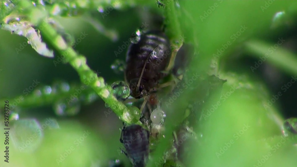 Aphids macro Aphids macro