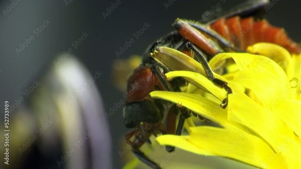 Cantharis macro bug