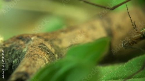 Crane fly macro photo