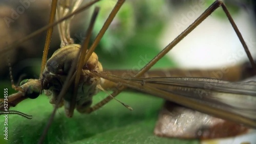 Crane fly macro photo