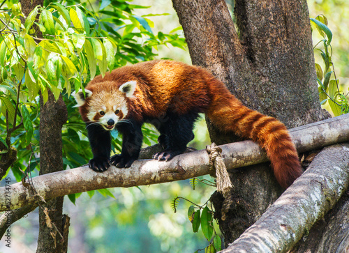 Fotografie Red panda in nature