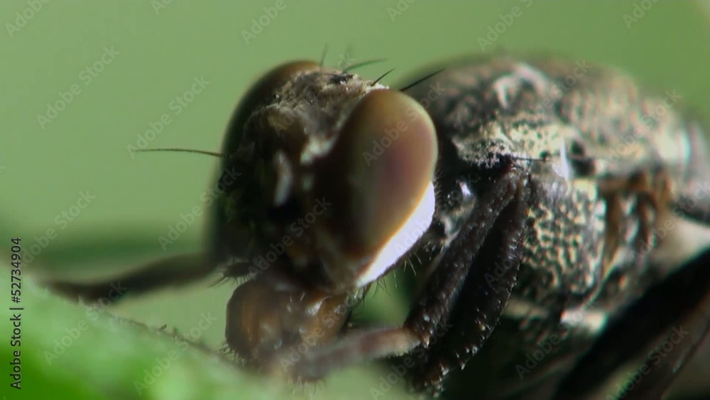 housefly macro