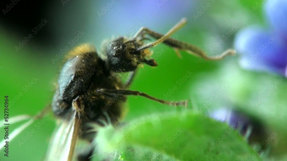 Ant macro Ant macro