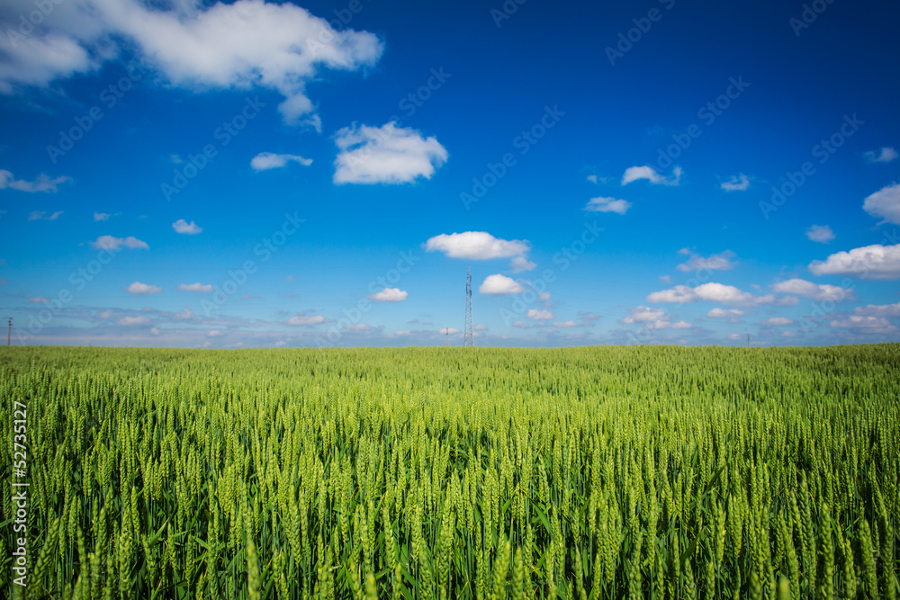 wheat field