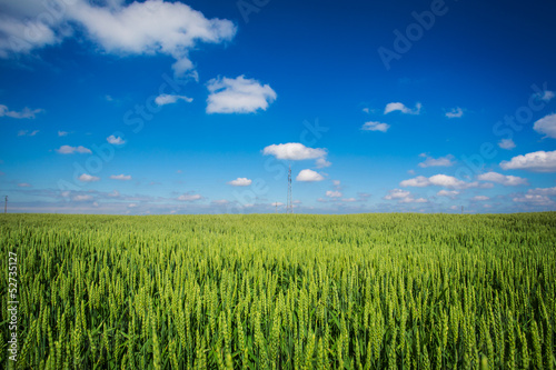 wheat field