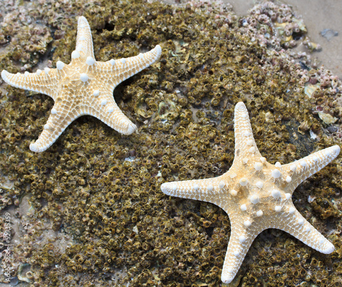 Starfish background © Photo Gallery