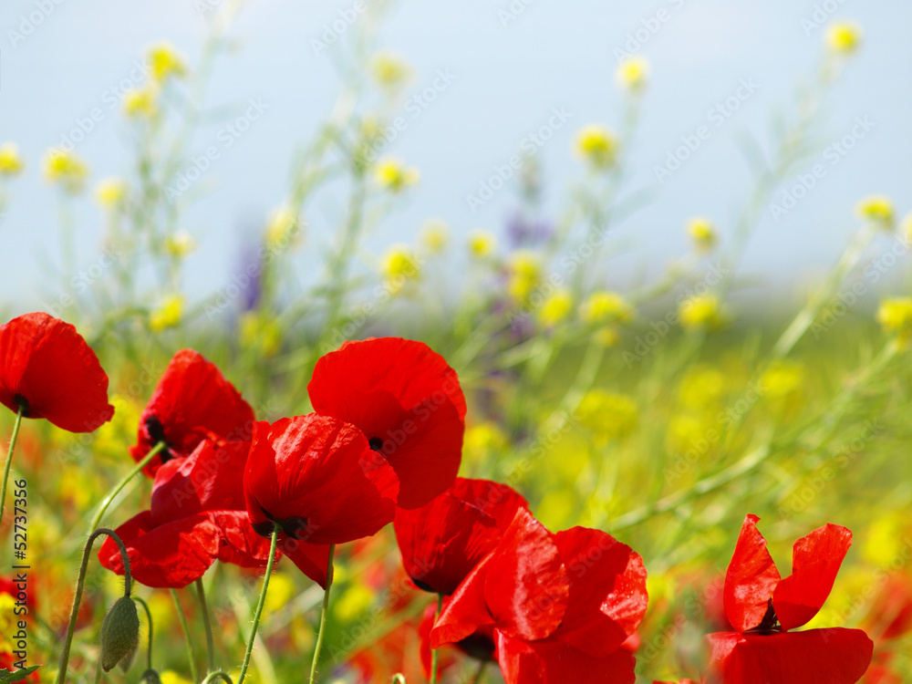 Obraz premium Summer wildflowers