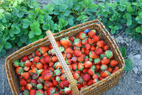 Fototapeta Naklejka Na Ścianę i Meble -  panier de fraises ,récolte  au jardin