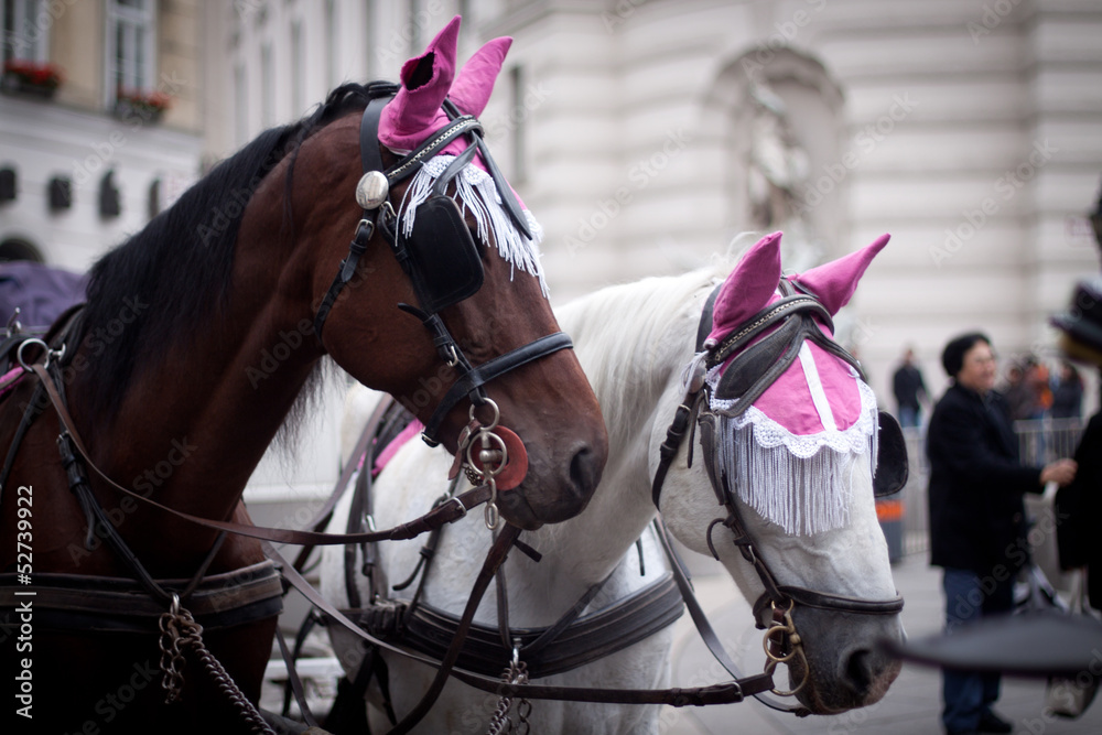 Obraz premium Horses in riding hood, Vienna