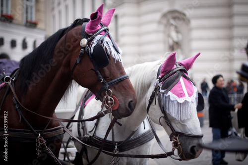 Horses in riding hood, Vienna