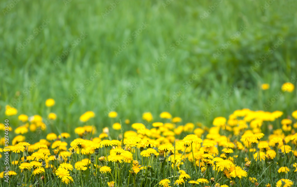 Obraz premium dandelion