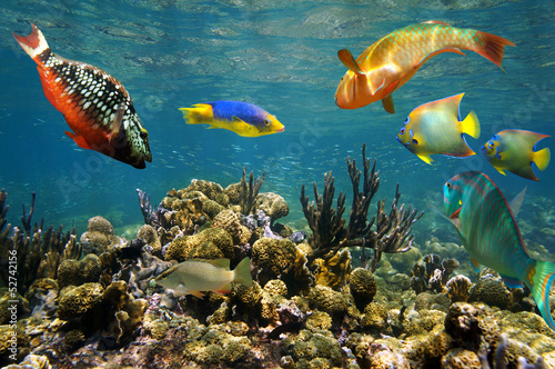 Colorful tropical fish underwater on Caribbean coral reef