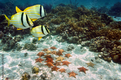 Coral reef with tropical fish and a group of starfish on the ocean floor, Atlantic, Bahamas