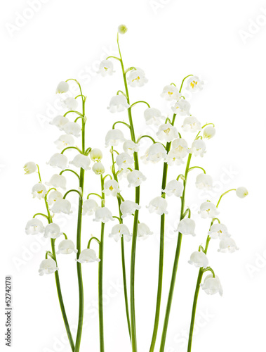 Fototapeta Naklejka Na Ścianę i Meble -  Lily-of-the-valley flowers on white