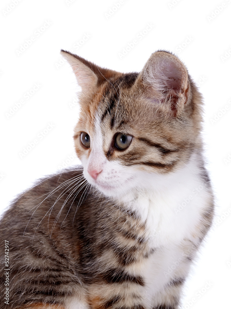 Portrait of a small kitten.