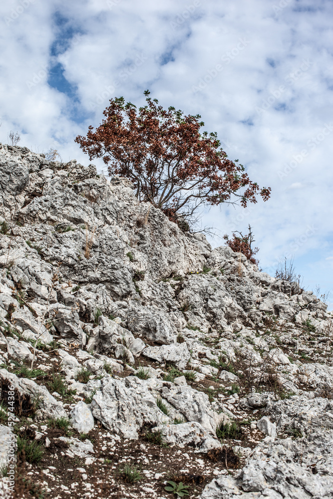 Lone tree Lone tree