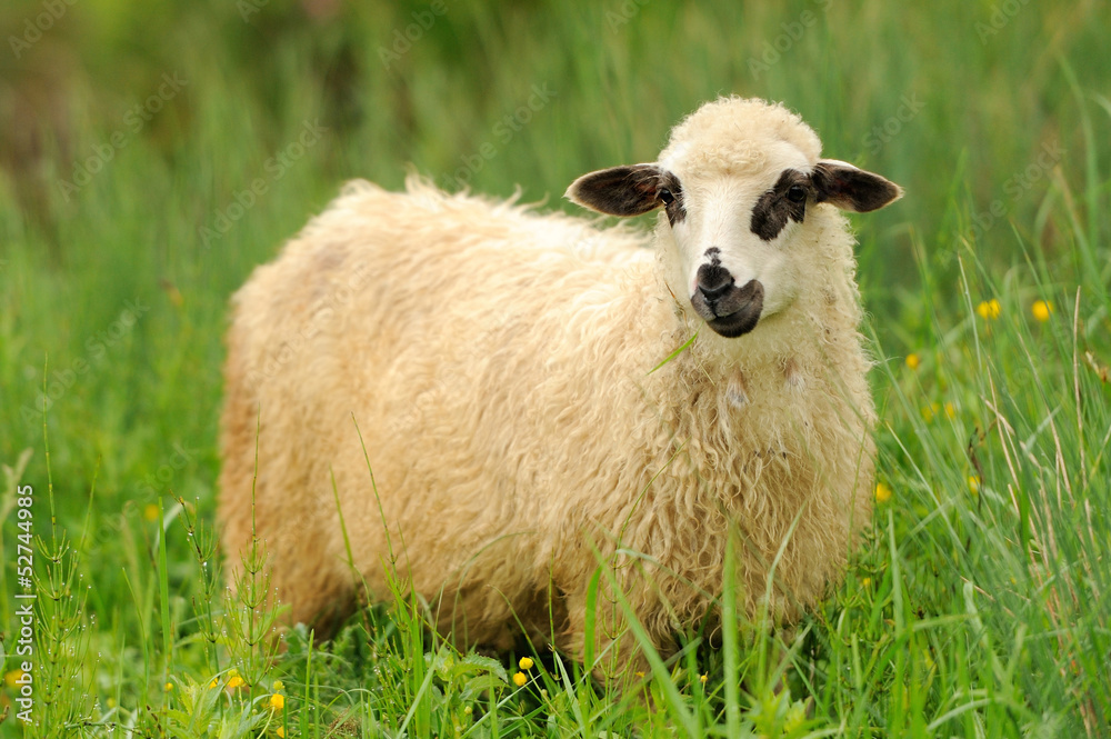 Sheep Sheep