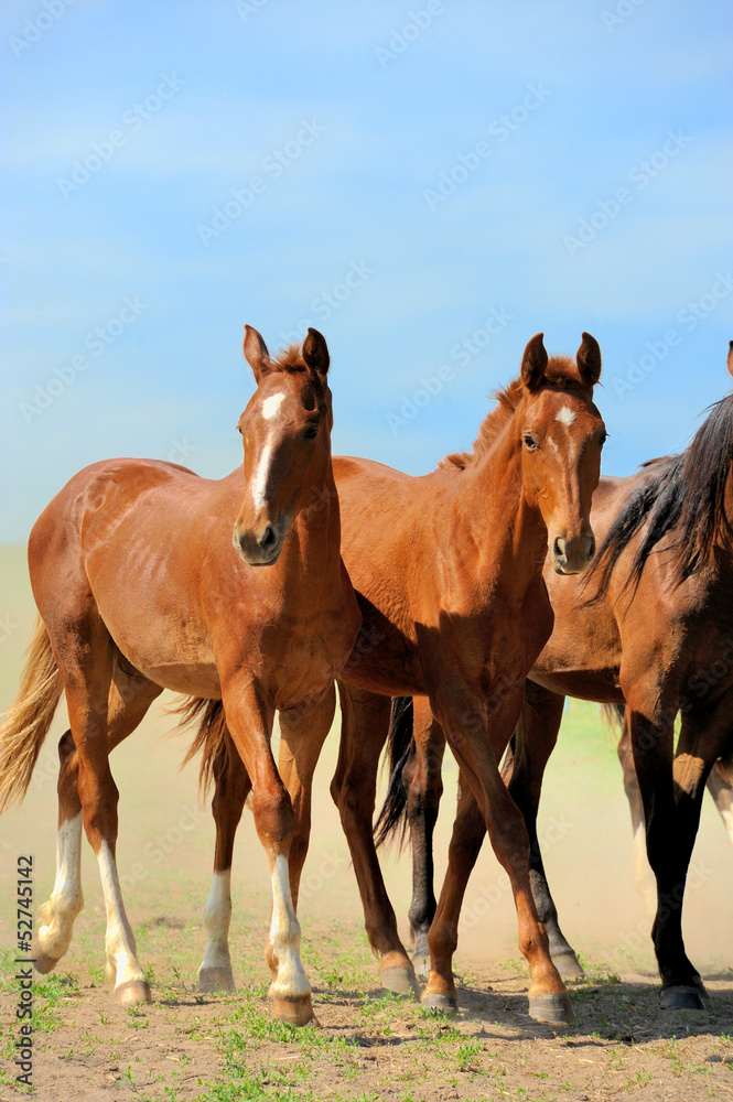 Fototapeta premium Horse