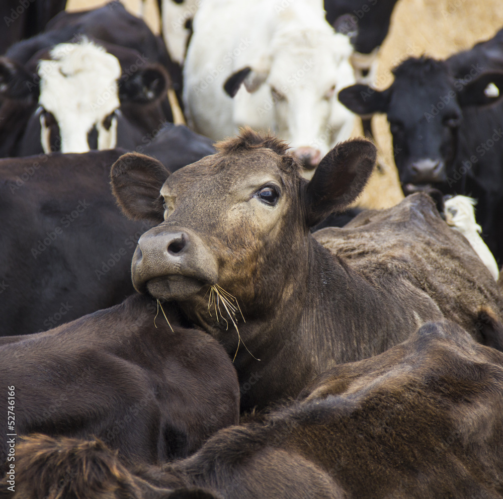 Fototapeta premium curious brown cow looks out from the herd
