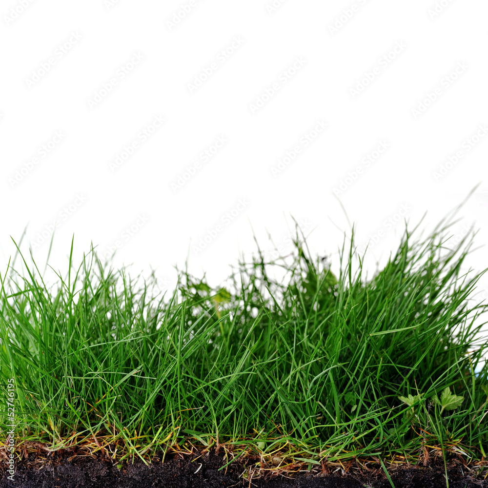 Fototapeta premium young grass