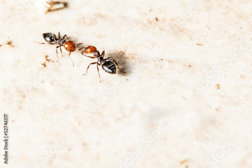Two ants © Dario Lo Presti