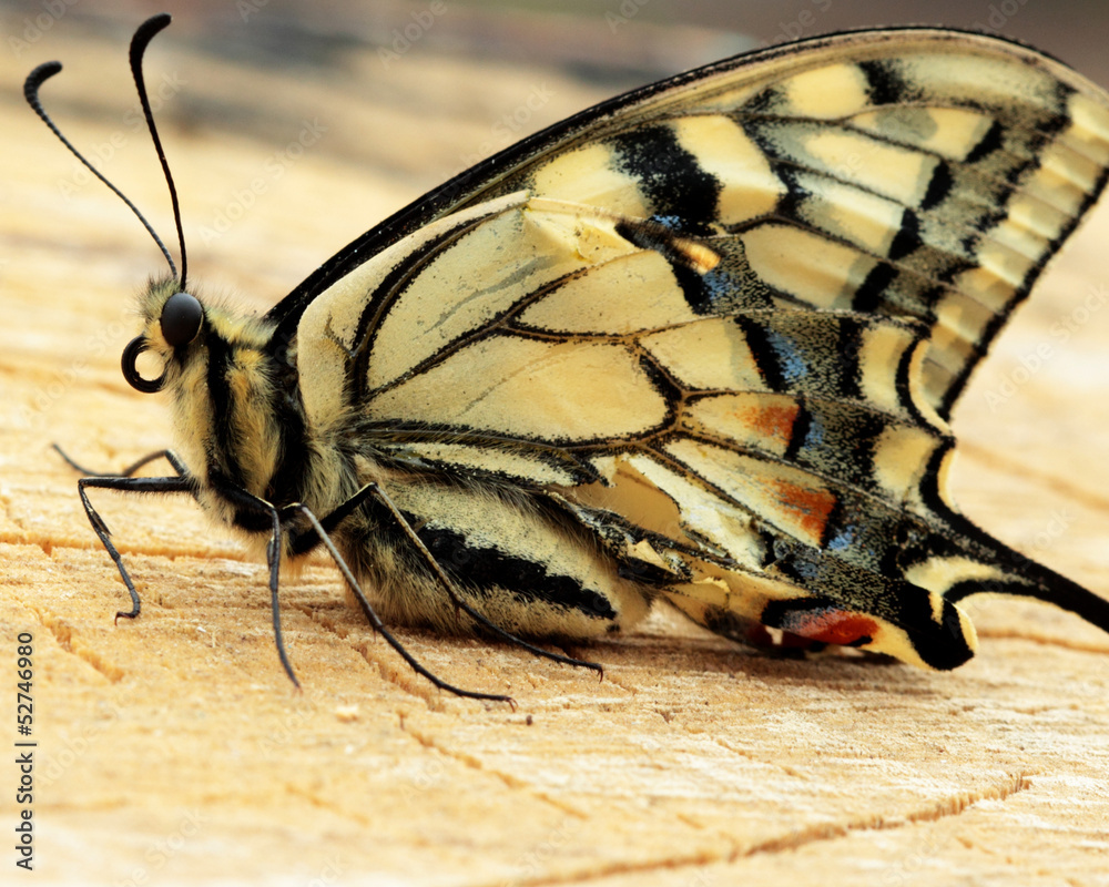 Fototapeta premium motyl