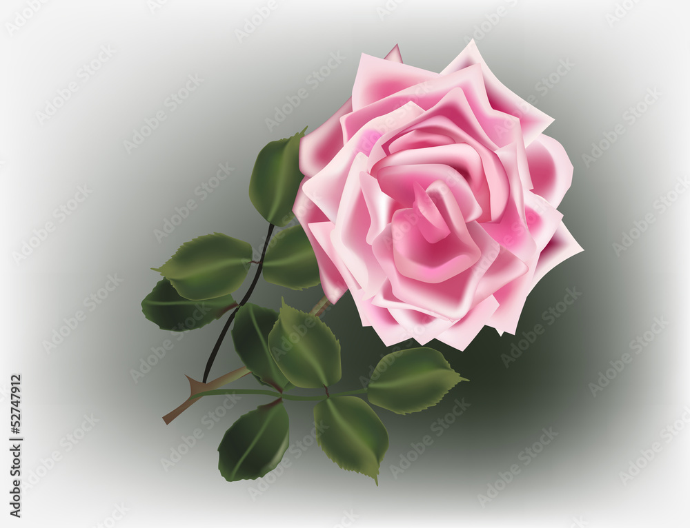 Fototapeta premium pink rose flower on light green background