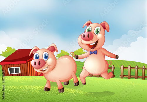 Two pigs at the farm