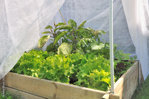 carré de potager sous voilage