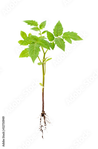 plant of tomato with root isolated on white