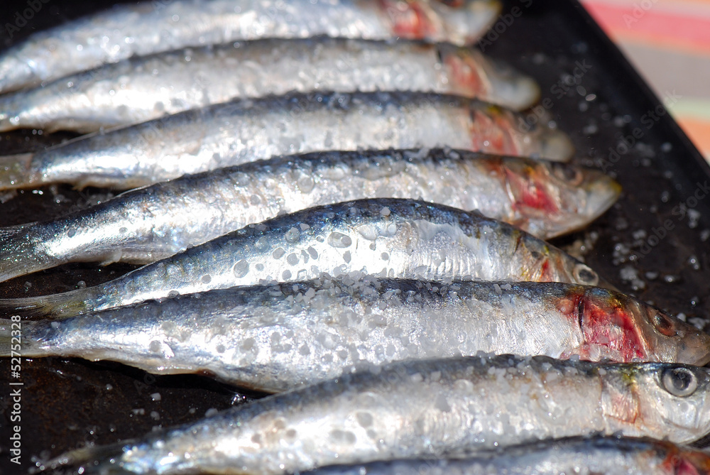 SARDINAS, DETALLE PRIMER PLANO O MACRO. FOTOGRAFÍA DE CERCA SARDINAS, DETALLE PRIMER PLANO O MACRO. FOTOGRAFÍA DE CERCA