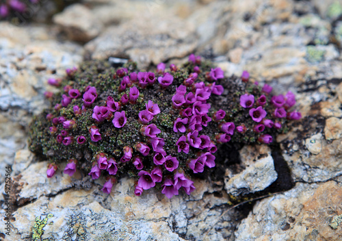 Foto roter Steinbrech - purple saxifrage - Saxifraga oppositifolia