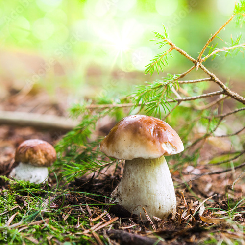 funghi porcini nel bosco