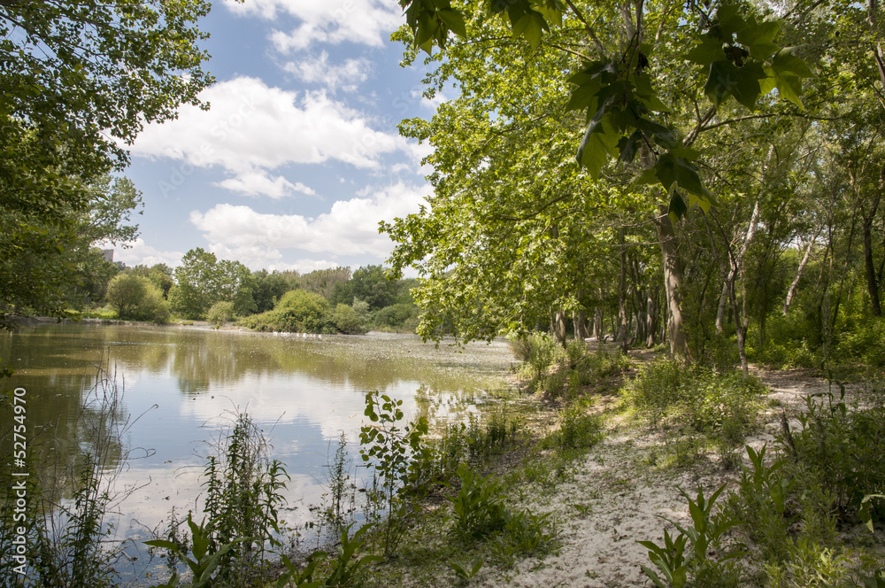 Obraz premium overgrown lake