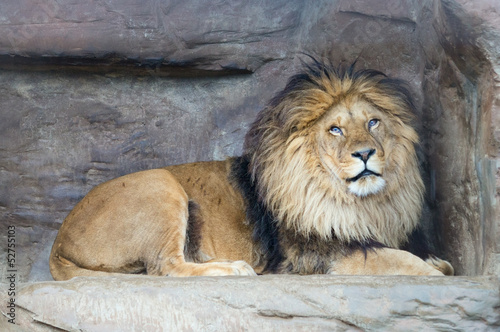 Male lion  P. Leo  rests