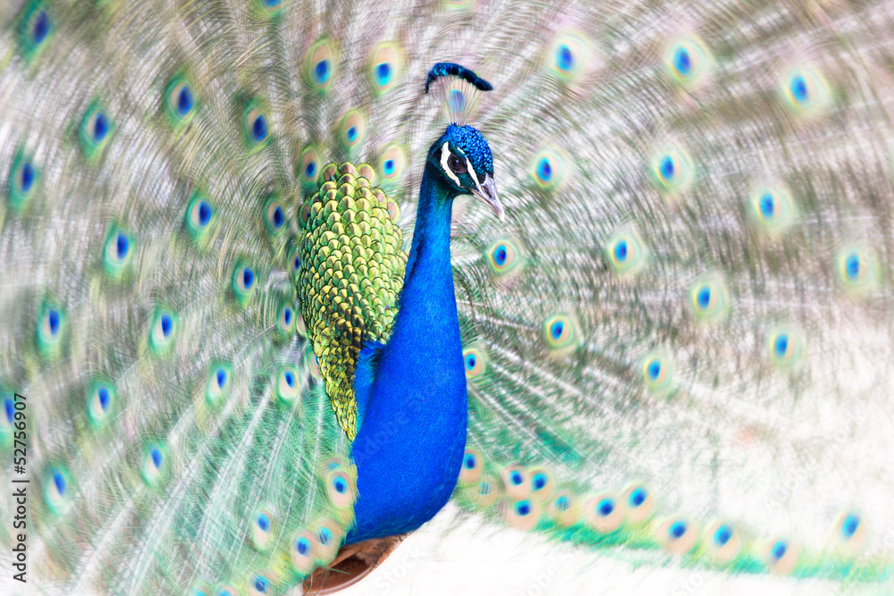 Naklejka premium Peacock fanning out its tail