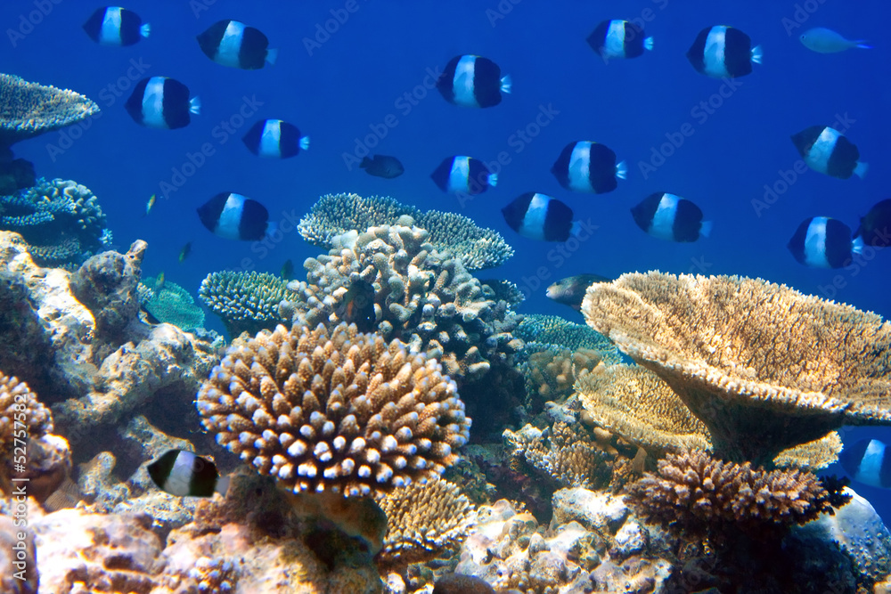 Fishes in corals. Maldives. Indian ocean. Fishes in corals. Maldives. Indian ocean.