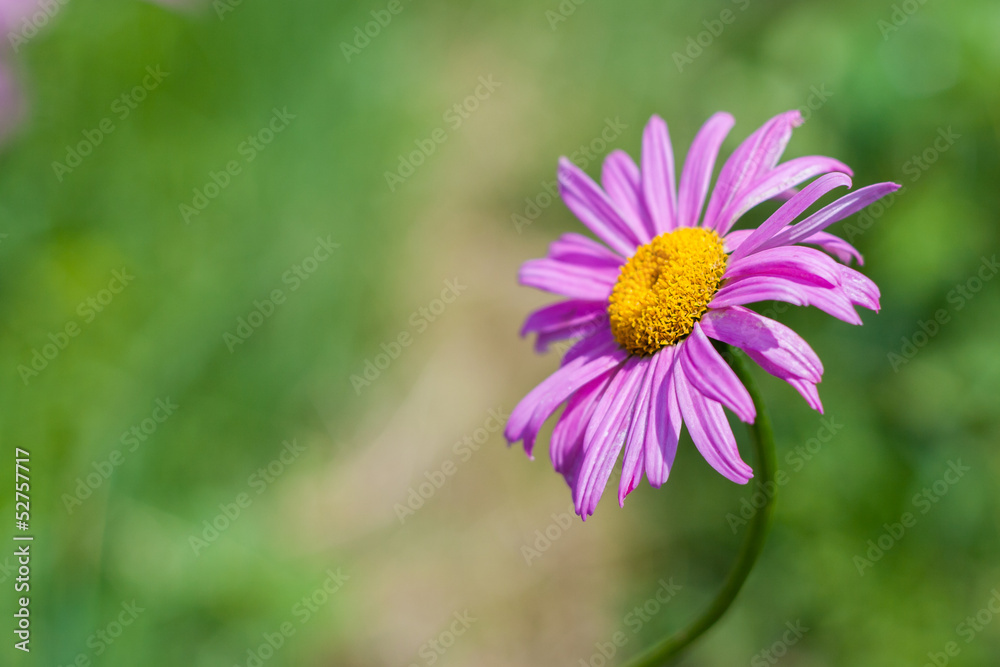 Obraz premium bright Daisy