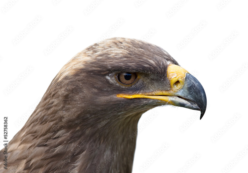 eagle eagle