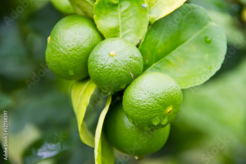 fresh green lemon on tree