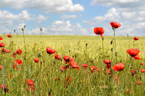 Poppies flowers field blue sky with clouds