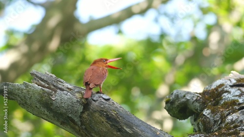 アカショウビン
