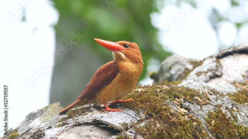 アカショウビン