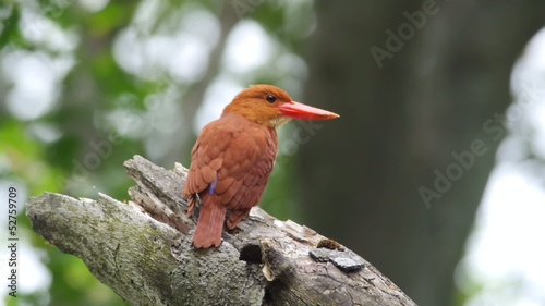 アカショウビン