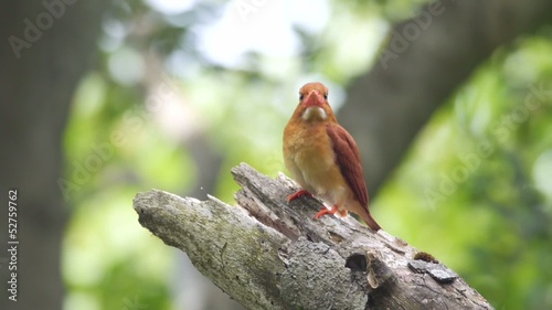 アカショウビン