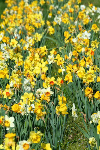 Patch of daffodils